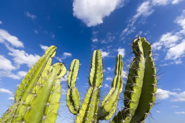 Mandacaru kaktüsü Brezilya 'nın Paraiba kentinin doğusunda bulunur..