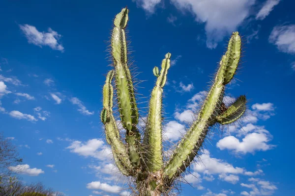 Mandacaru kaktüsü Brezilya 'nın Paraiba kentinin doğusunda bulunur..