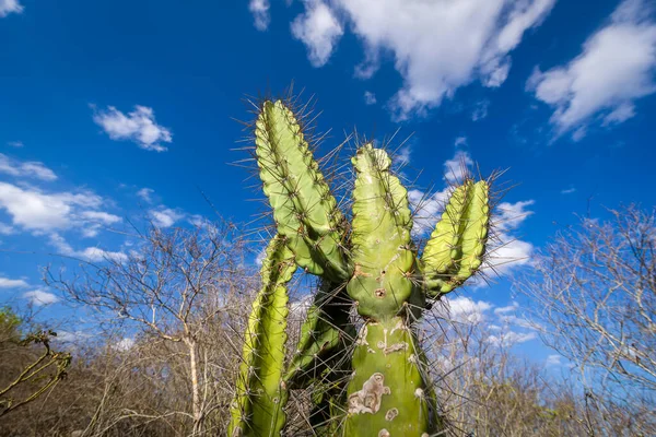 Mandacaru kaktüsü Brezilya 'nın Paraiba kentinin doğusunda bulunur..