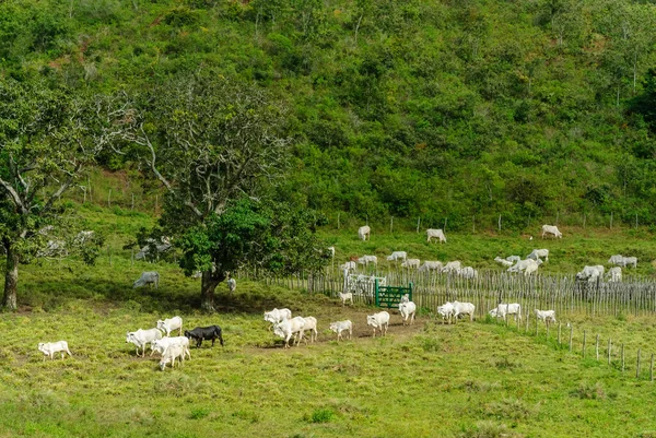 Vee Veehouderij Serraria Paraiba Brazilië Juli 2011 — Stockfoto