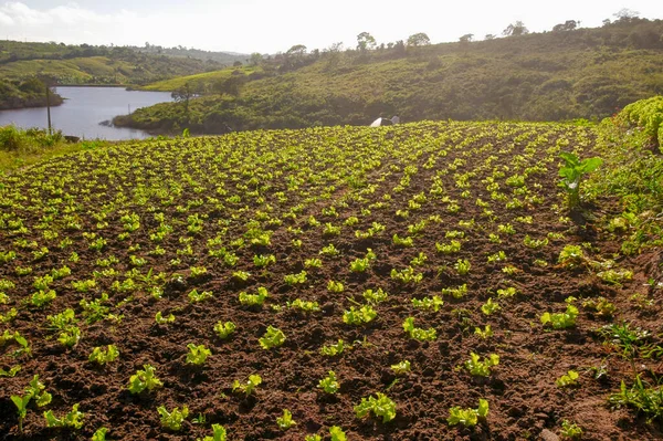 Penanaman Selada Lagoa Seca Paraiba Brasil Pada Agustus 2004 Agribisnis — Stok Foto