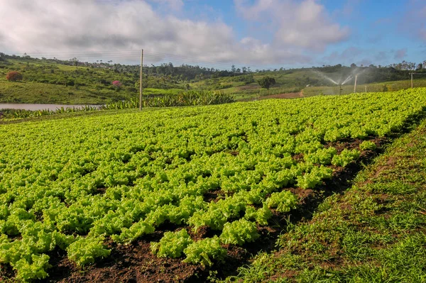 Penanaman Selada Lagoa Seca Paraiba Brasil Pada Agustus 2004 Agribisnis — Stok Foto