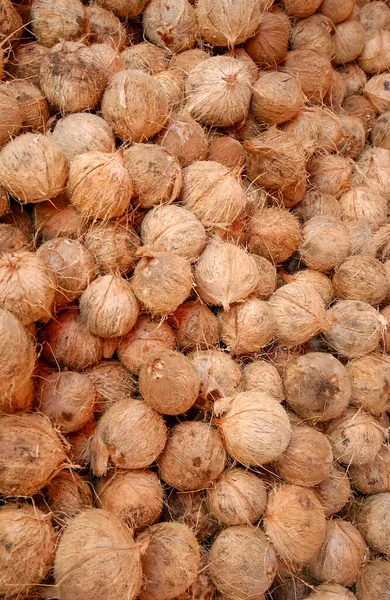 Endüstriyel işlem için kuru hindistan cevizleri.