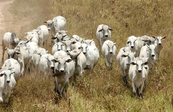 Ζώα Βοοειδή Nelore Στο Jacarau Paraiba Βραζιλία — Φωτογραφία Αρχείου