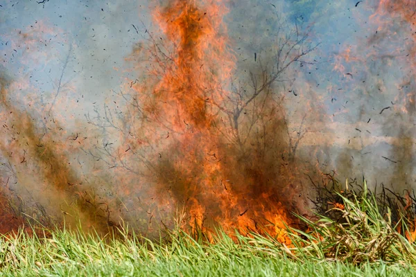 Pembakaran Hutan Api Dan Pohon Terbakar Hutan Atlantik Brasil Santa Stok Gambar Bebas Royalti