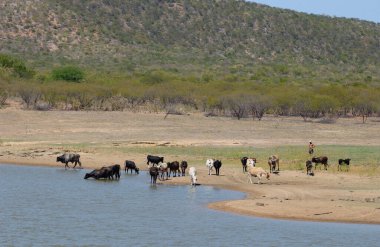 16 Temmuz 2005 'te Santa Luzia, Paraiba, Brezilya' daki Caatinga biyomu 'nda yaşanan kuraklıkta sığır içme suyu.