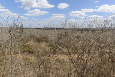 Brezilya biyomu katatinga, Monteiro, Paraiba, Brezilya 29 Aralık 2020.