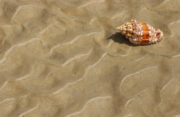 Concha Areia Praia Como Fundo — Fotografia de Stock