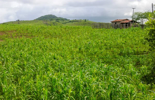 Maïsplantage Juarez Tavora Paraiba Brazilië Mei 2005 — Stockfoto