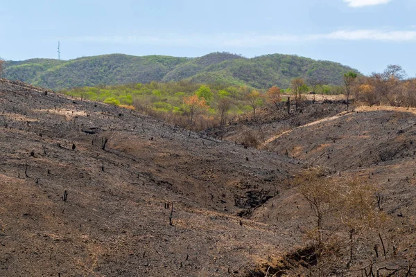 Brezilya 'nın Barro, Ceara şehrinde 21 Aralık 2020' de Brezilya Caatinga biyomunun yanarak tahrip edilmesi.