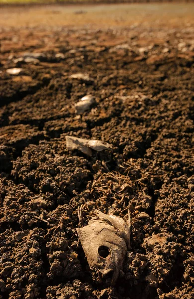 Dry Cracked Ground Caused Drought Paraiba Brazil Climate Change Water — Stock Photo, Image