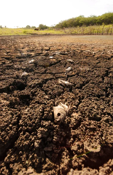 Dry Cracked Ground Caused Drought Paraiba Brazil Climate Change Water — Stock Photo, Image