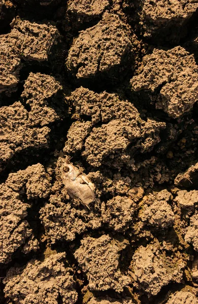 Trockener Und Rissiger Boden Durch Dürre Paraiba Brasilien Klimawandel Und — Stockfoto