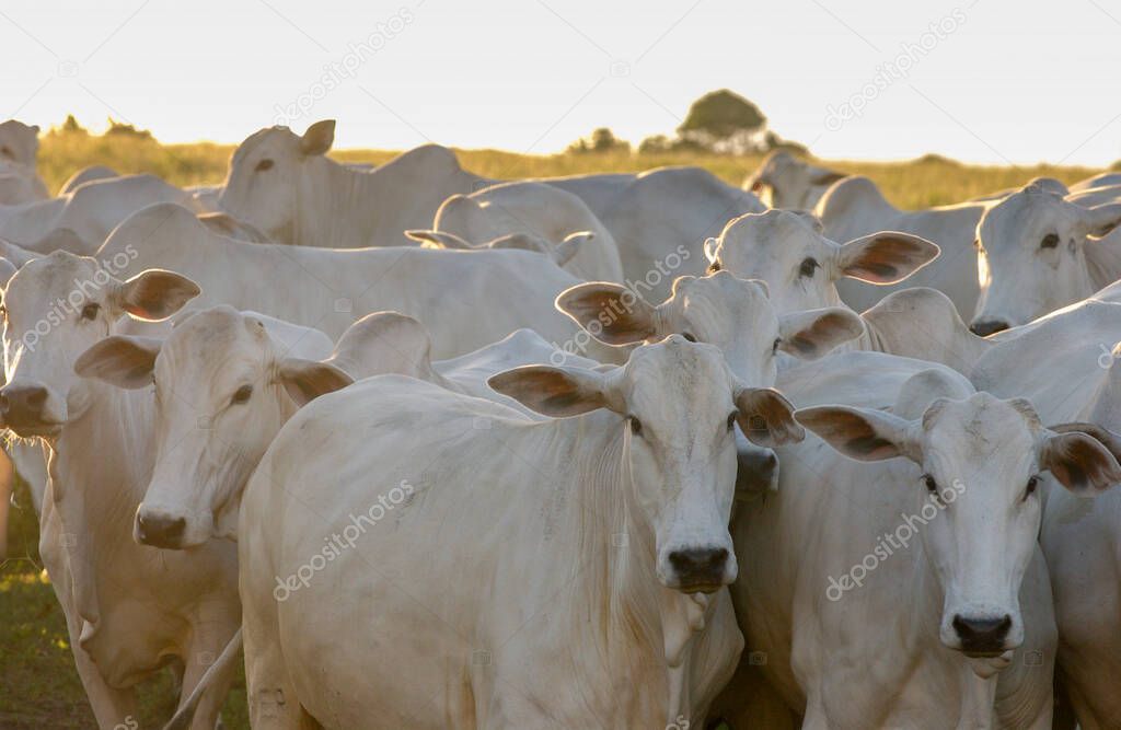 Nelore cattle in Bananeiras,Paraiba, Brazil.