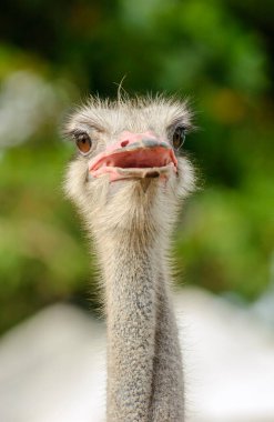 Arkaplanda bulanık yapraklarla devekuşu kafası.