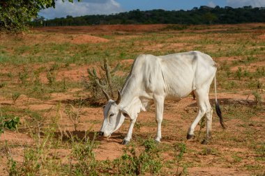 Çiftlik hayvanları. Brezilya 'nın kuzeydoğu bölgesindeki Paraiba' nın kırsalındaki Nellore sığırları.