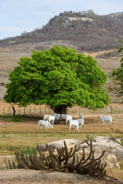 Vee Nellore Runderen Achterlanden Van Paraiba Noordoostelijke Regio Van Brazilië — Stockfoto