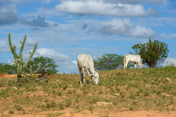 Hewan Ternak Nellore Ternak Pedalaman Paraiba Timur Laut Wilayah Brasil — Stok Foto