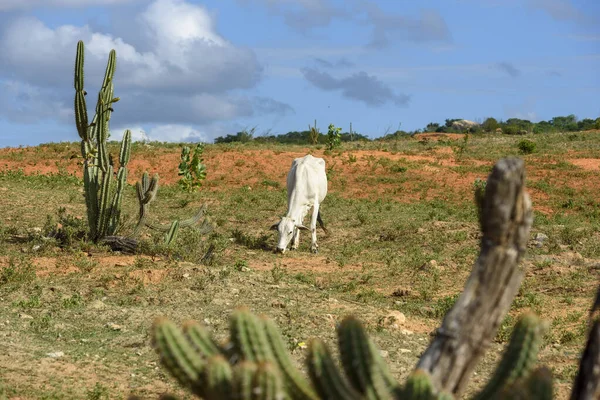 Vee Nellore Runderen Achterlanden Van Paraiba Noordoostelijke Regio Van Brazilië — Stockfoto