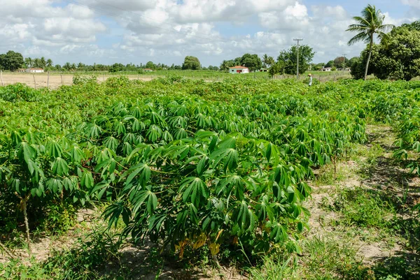 Plantation Manioc Sobrado Paraba Brésil Agriculture Dans Nord Est Brésil — Photo