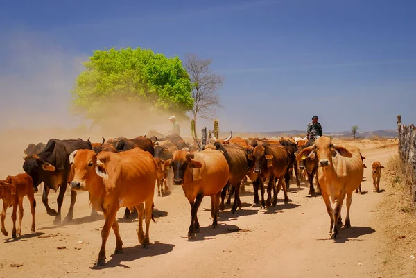 Cattle Being Transported Dirt Road Hinterland Paraiba Brazil November 2007 — Stock Photo, Image