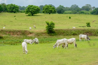 Nellore cattle in the pasture in Mari, Paraiba, Brazil. Livestock.