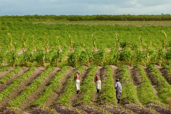 Agriculture Subsistance Dans Nord Est Brésil Travailleurs Sur Terrain Sape — Photo