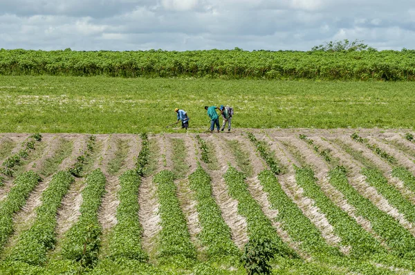 Agriculture Subsistance Dans Nord Est Brésil Travailleurs Sur Terrain Sape — Photo