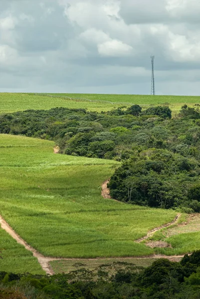 Agriculture Environment Sugarcane Cultivation Advancing Atlantic Forest Remnants Goiana Pernambuco — Stok Foto