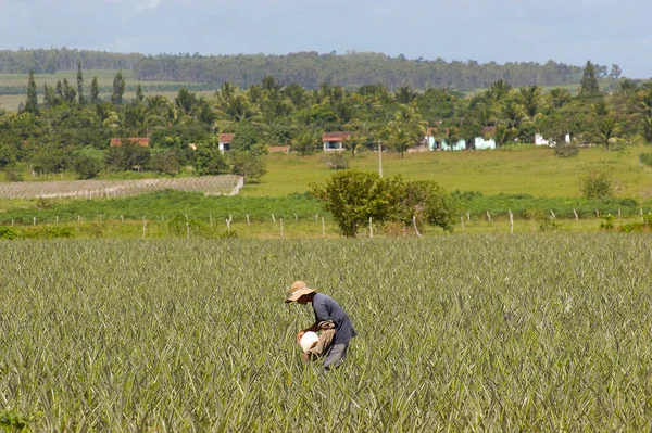 Pineapple Plantation Farmers Working Santa Rita Paraiba Brazil April 2008 — Stockfoto