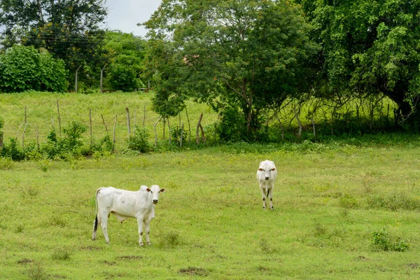 Nellore Rinder Auf Der Weide Mari Paraiba Brasilien Nutztiere — Stockfoto