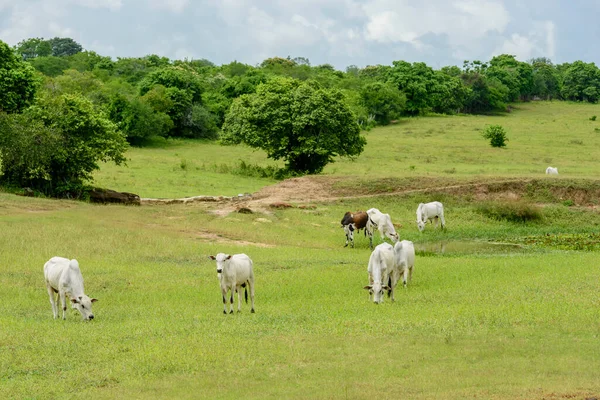 Nellore Cattle Pasture Mari Paraiba Brazil Livestock —  Fotos de Stock