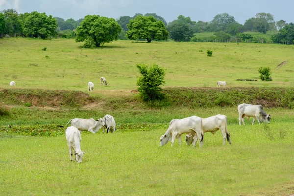 Nellore Cattle Pasture Mari Paraiba Brazil Livestock —  Fotos de Stock