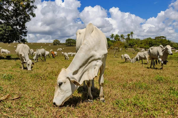 Livestock Nellore Cattle Pasture Piloes Paraiba Brazil — Stok Foto