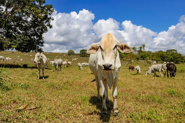 Hewan Ternak Nellore Ternak Padang Rumput Piloes Paraiba Brasil — Stok Foto