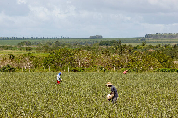 Pineapple plantation with farmers working in Santa Rita, Paraiba, Brazil on April 19, 2008. Brazilian agriculture. — Stock Image Pineapple Plantation Farmers Working Santa Rita Paraiba Brazil April 2008 Stock Photo
