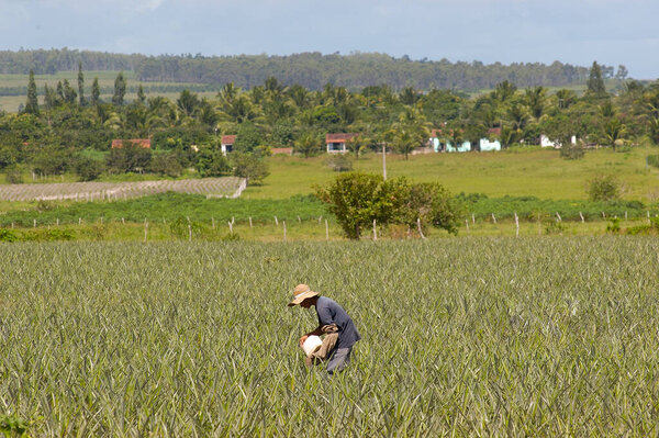 Pineapple plantation with farmers working in Santa Rita, Paraiba, Brazil on April 19, 2008. Brazilian agriculture. — Stock Image Pineapple Plantation Farmers Working Santa Rita Paraiba Brazil April 2008 Stock Image