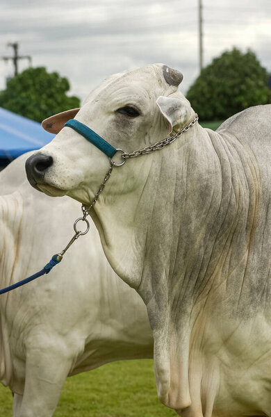Livestock. Nellore cattle in close-up at an agricultural fair. — Stock Image Livestock Nellore Cattle Close Agricultural Fair Stock Image