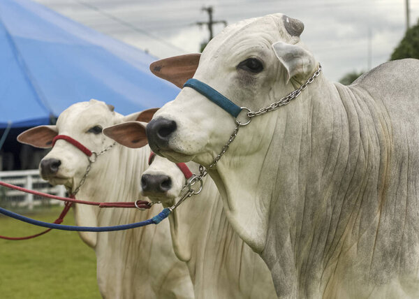 Livestock. Nellore cattle in close-up at an agricultural fair. — Stock Image Livestock Nellore Cattle Close Agricultural Fair Royalty Free Stock Photos