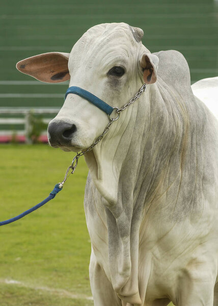 Livestock. Nellore cattle in close-up at an agricultural fair. — Stock Image Livestock Nellore Cattle Close Agricultural Fair Stock Picture