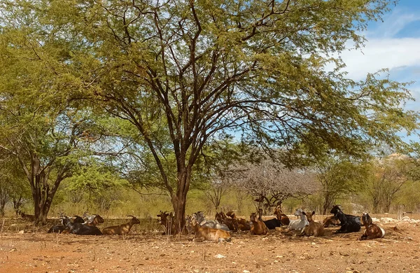 Chèvres Région Cariri Climat Semi Aride Dans Biome Brésilien Caatinga — Photo