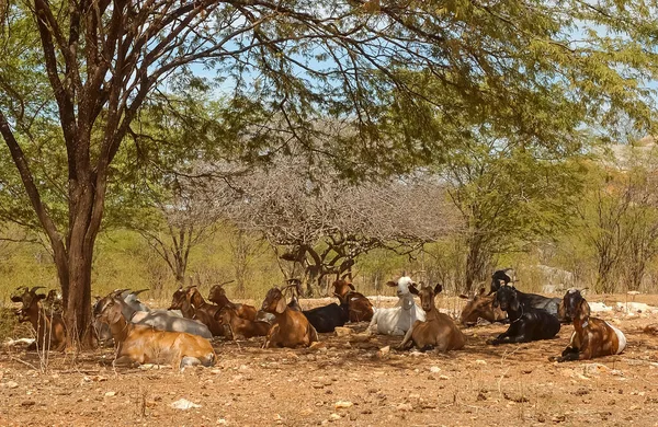 Goats Cariri Region Semi Arid Climate Brazilian Caatinga Biome Sume — Photo