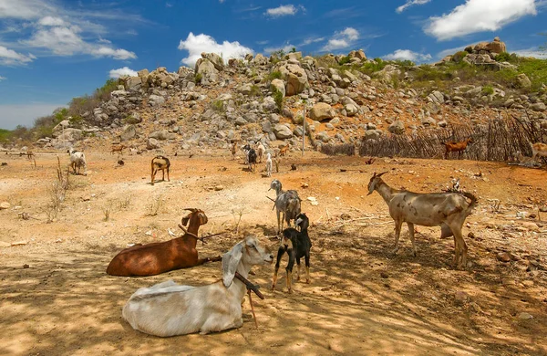 Chèvres Région Cariri Climat Semi Aride Dans Biome Brésilien Caatinga — Photo