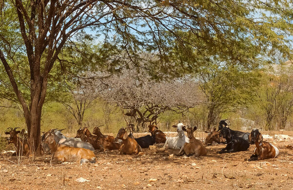Goats in the Cariri region, with a semi-arid climate, in the Brazilian Caatinga biome. Sume, Paraiba, Brazil on January 10, 2005. — Stock Image Goats Cariri Region Semi Arid Climate Brazilian Caatinga Biome Sume Royalty Free Stock Images