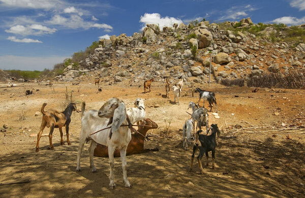 Goats in the Cariri region, with a semi-arid climate, in the Brazilian Caatinga biome. Sume, Paraiba, Brazil on January 10, 2005. — Stock Image Goats Cariri Region Semi Arid Climate Brazilian Caatinga Biome Sume Stock Picture