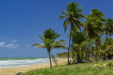 Imbassai Beach, near Salvador, Bahia, Brazil on October 15, 2016. Coconut grove by the sea.