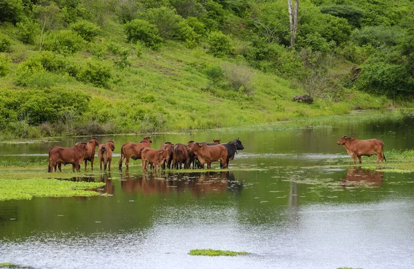 Livestock Red Brahman Cattle Crossing Flooded Area Campina Grande Paraiba —  Fotos de Stock