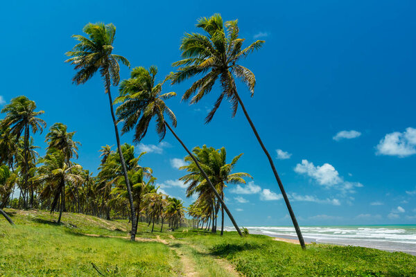 Imbassai Beach, near Salvador, Bahia, Brazil on October 15, 2016. Coconut grove by the sea. — Stock Image Imbassai Beach Salvador Bahia Brazil October 2016 Coconut Grove Sea Stock Photo