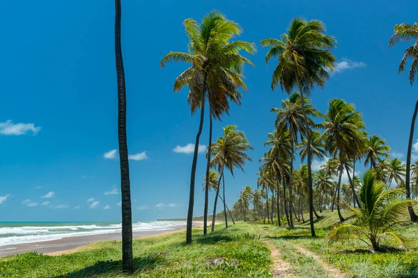 Imbassai Beach Salvador Bahia Brazil October 2016 Coconut Grove Sea Stok Gambar Bebas Royalti