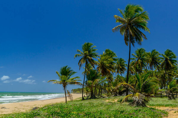 Imbassai Beach, near Salvador, Bahia, Brazil on October 15, 2016. Coconut grove by the sea. — Stock Image Imbassai Beach Salvador Bahia Brazil October 2016 Coconut Grove Sea Royalty Free Stock Photos